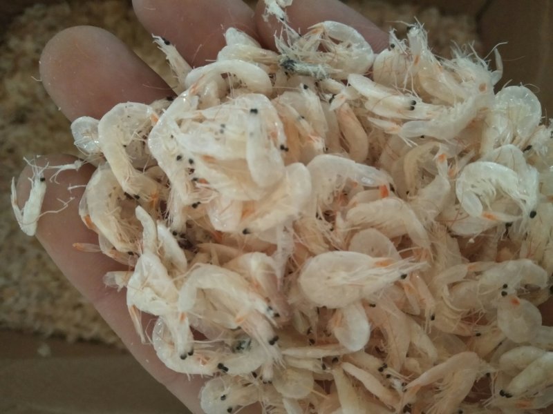 虾皮500g野生虾皮