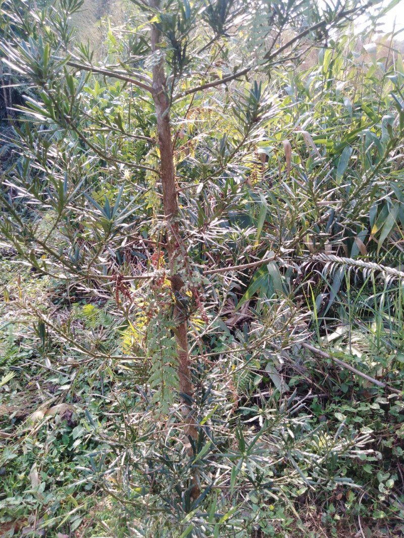 罗汉松