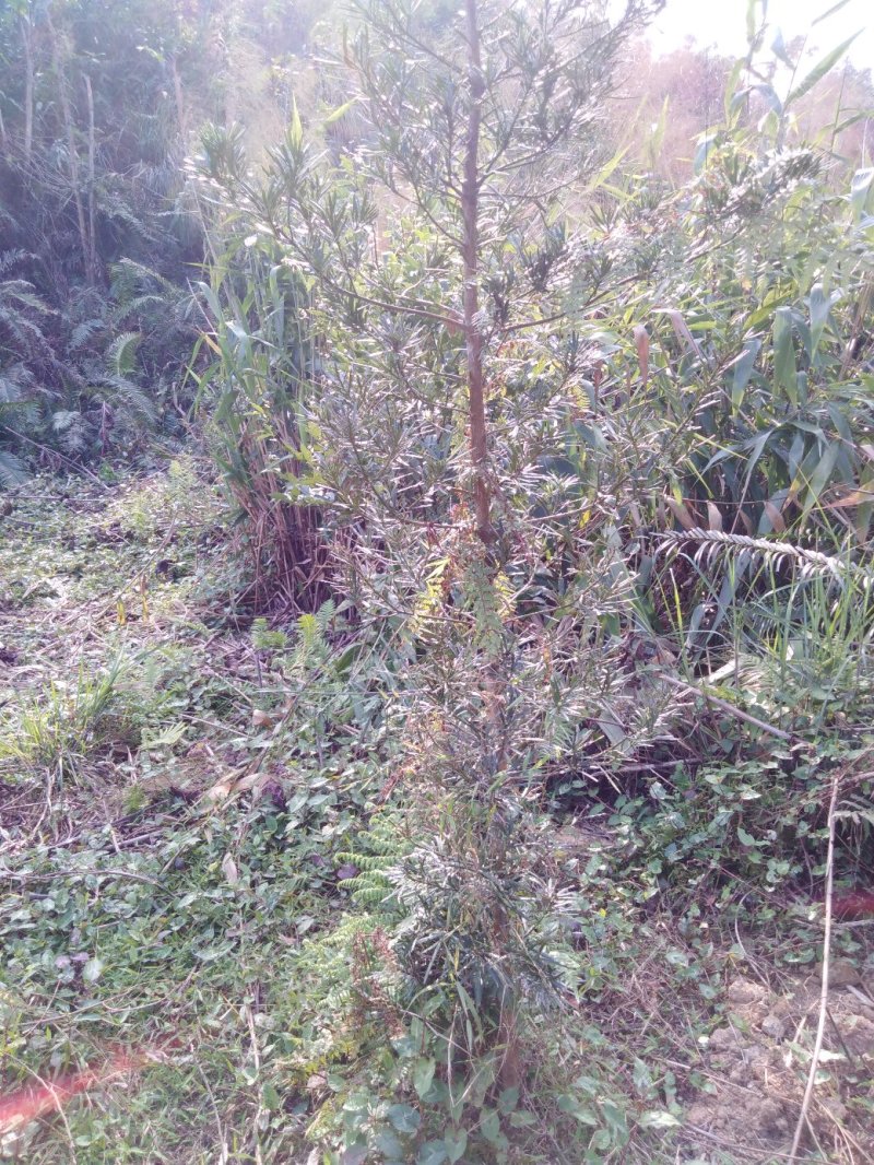 罗汉松
