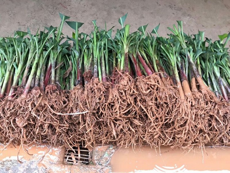 香蕉苗，粉蕉，红香蕉