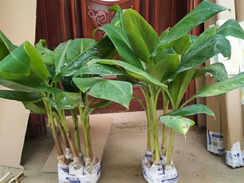 香蕉苗，粉蕉，红香蕉