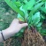 香蕉苗，粉蕉，红香蕉
