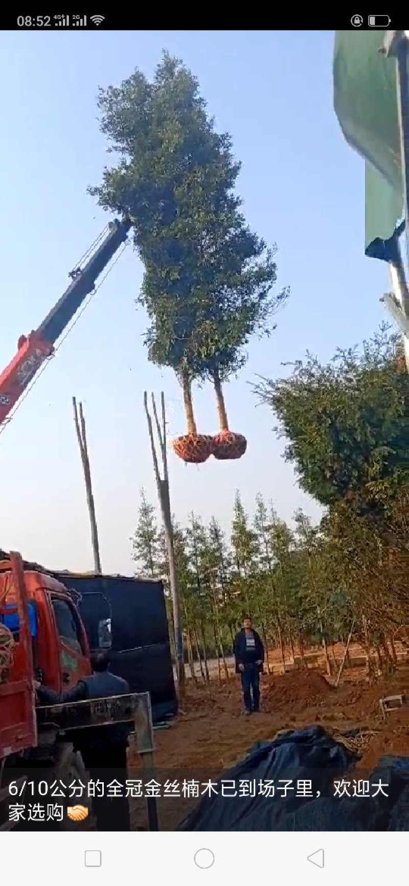 正宗金丝楠木树苗小叶桢楠树苗正品南方大树常绿树包邮