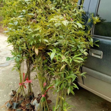 正宗金丝楠木树苗小叶桢楠树苗正品南方大树常绿树包邮
