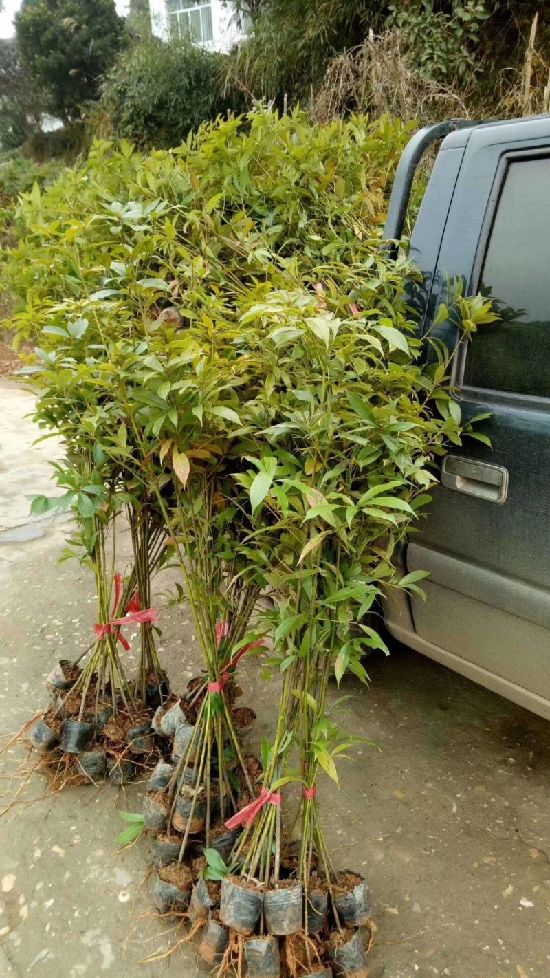 正宗金丝楠木树苗小叶桢楠树苗正品南方大树常绿树包邮