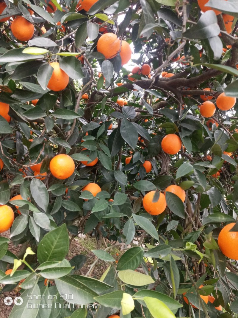 奉节脐橙一树果。