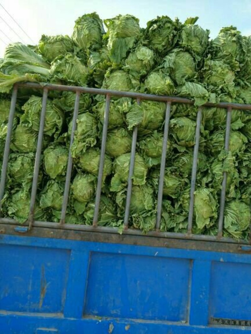 万亩冬储窖藏大白菜（北京三号）大量供应，货源充足