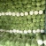 万亩冬储窖藏大白菜（北京三号）大量供应，货源充足