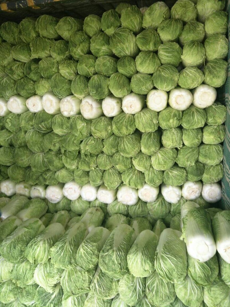 万亩冬储窖藏大白菜（北京三号）大量供应，货源充足