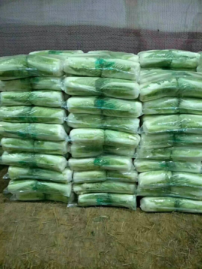万亩冬储窖藏大白菜（北京三号）大量供应，货源充足