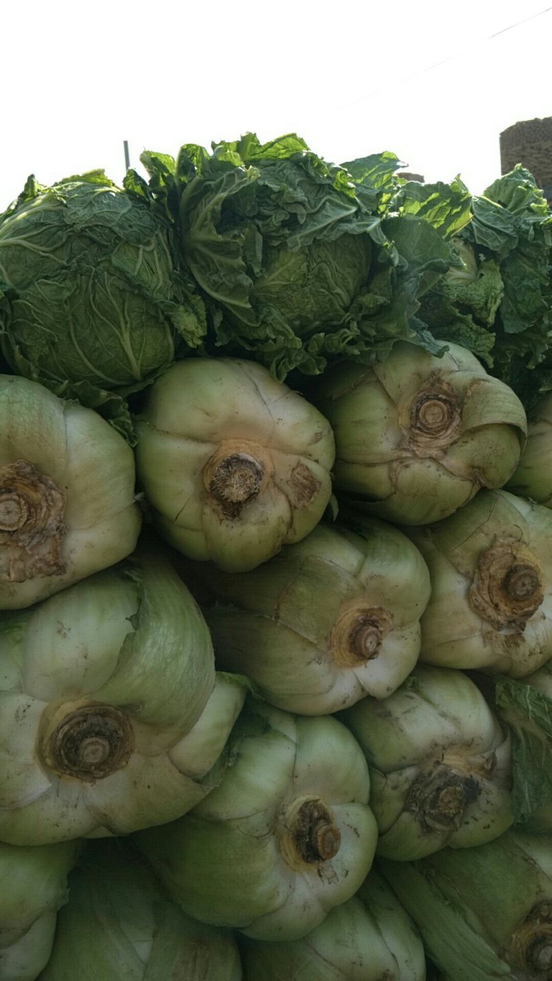 万亩冬储窖藏大白菜（北京三号）大量供应，货源充足