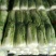 万亩冬储窖藏大白菜（北京三号）大量供应，货源充足