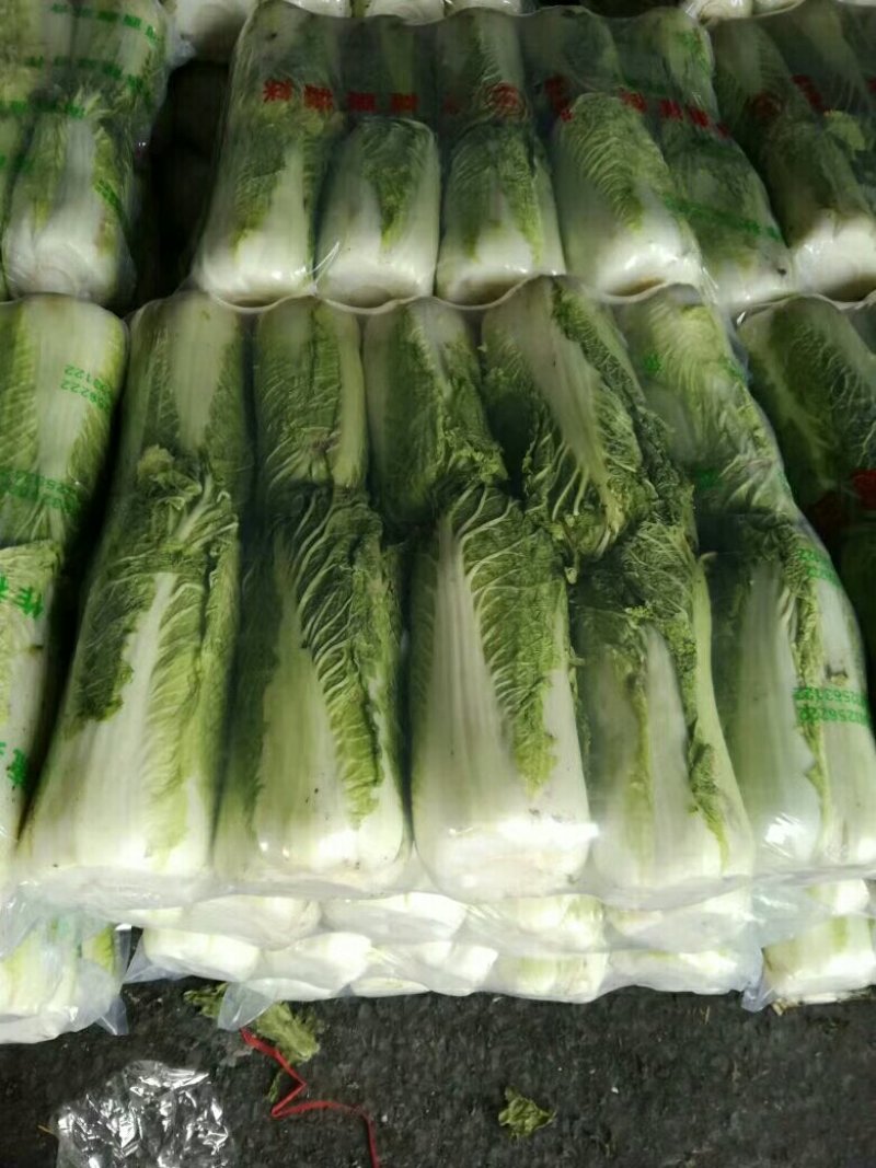 万亩冬储窖藏大白菜（北京三号）大量供应，货源充足