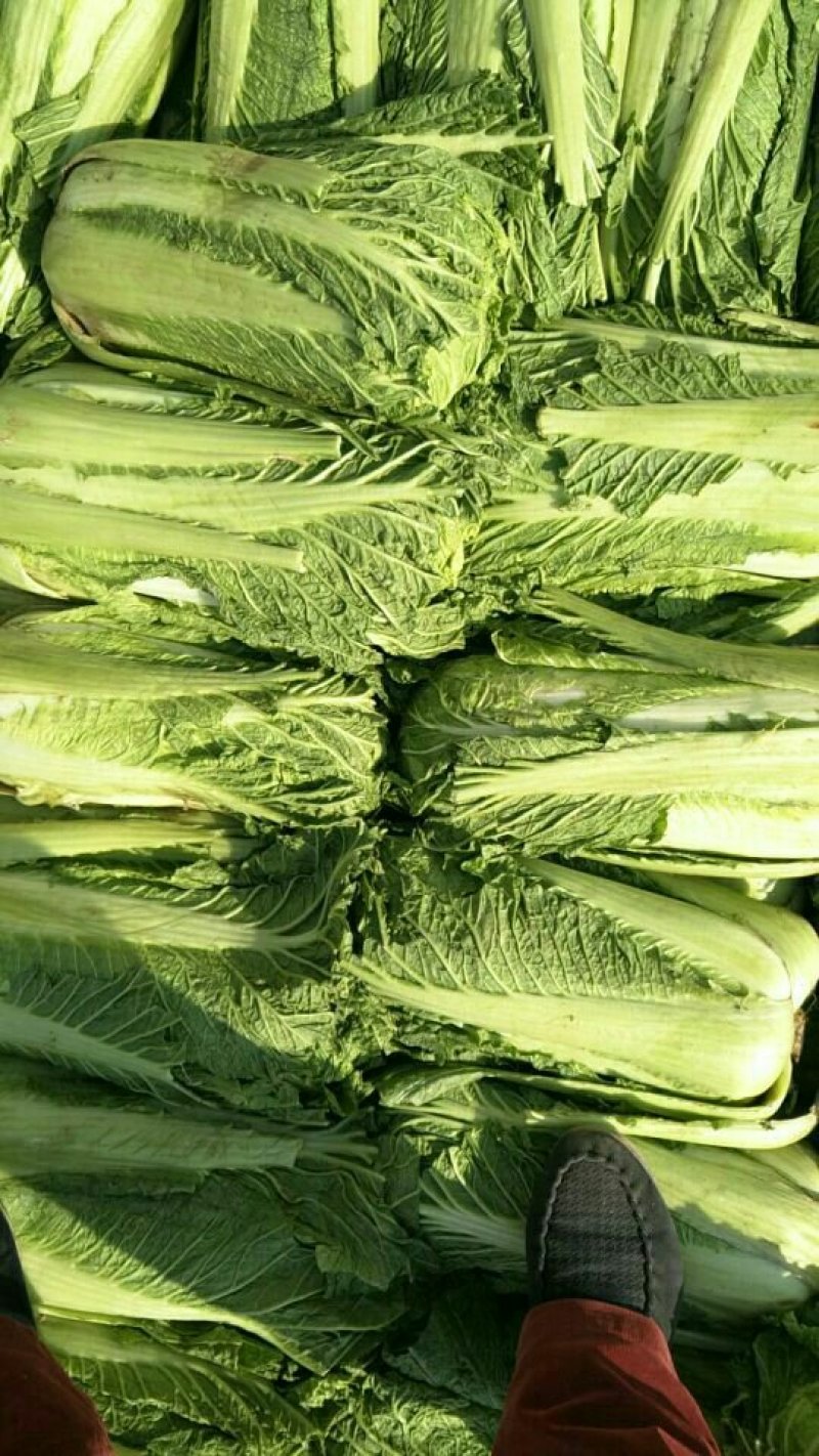 万亩冬储窖藏大白菜（北京三号）大量供应，货源充足