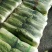 万亩冬储窖藏大白菜（北京三号）大量供应，货源充足