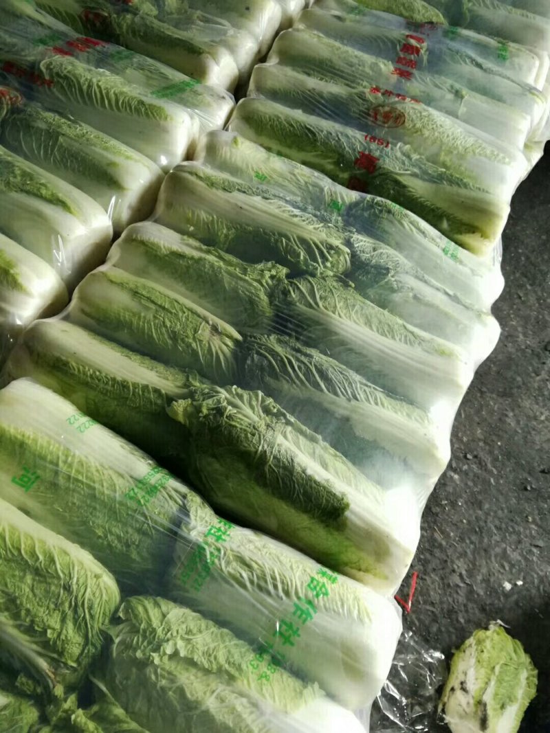 万亩冬储窖藏大白菜（北京三号）大量供应，货源充足
