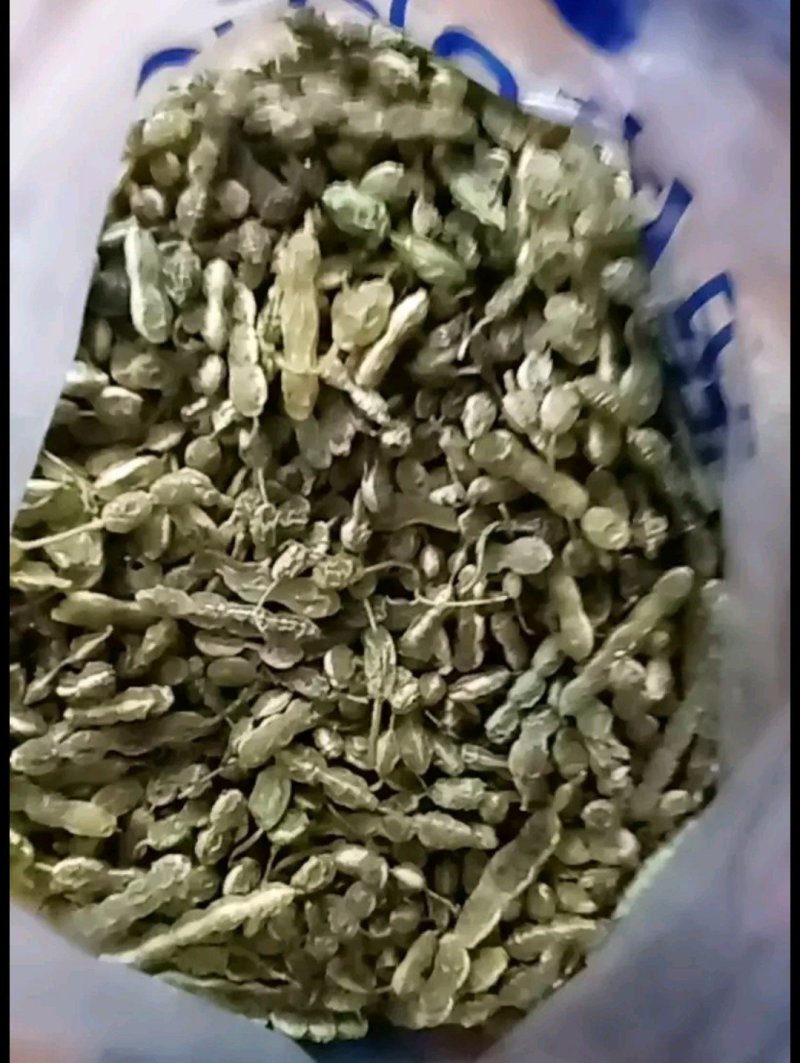 大量供应优质槐角，三十吨新货出售，有意者请骚扰