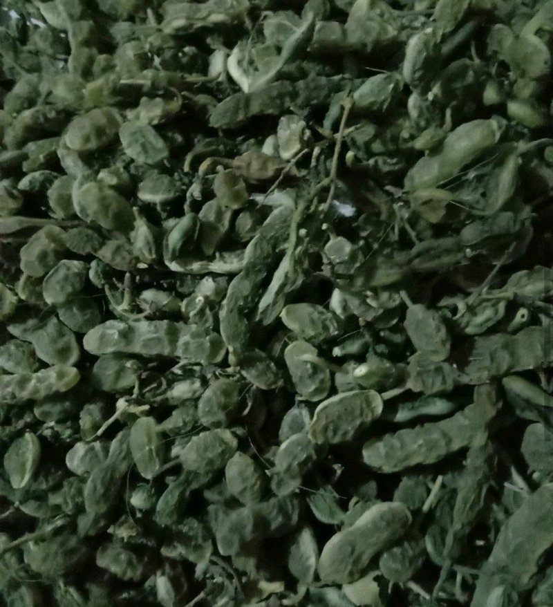 大量供应优质槐角，三十吨新货出售，有意者请骚扰