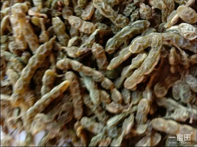 大量供应优质槐角，三十吨新货出售，有意者请骚扰