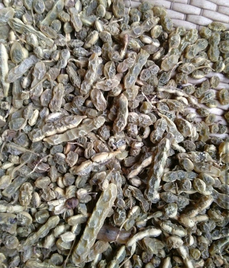 大量供应优质槐角，三十吨新货出售，有意者请骚扰