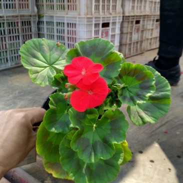 天竺葵