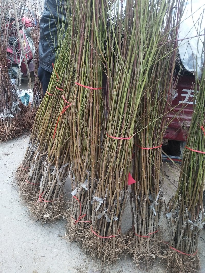 蟠桃苗山东蟠桃苗基地品种丰富多样全部一手嫁接苗保品种