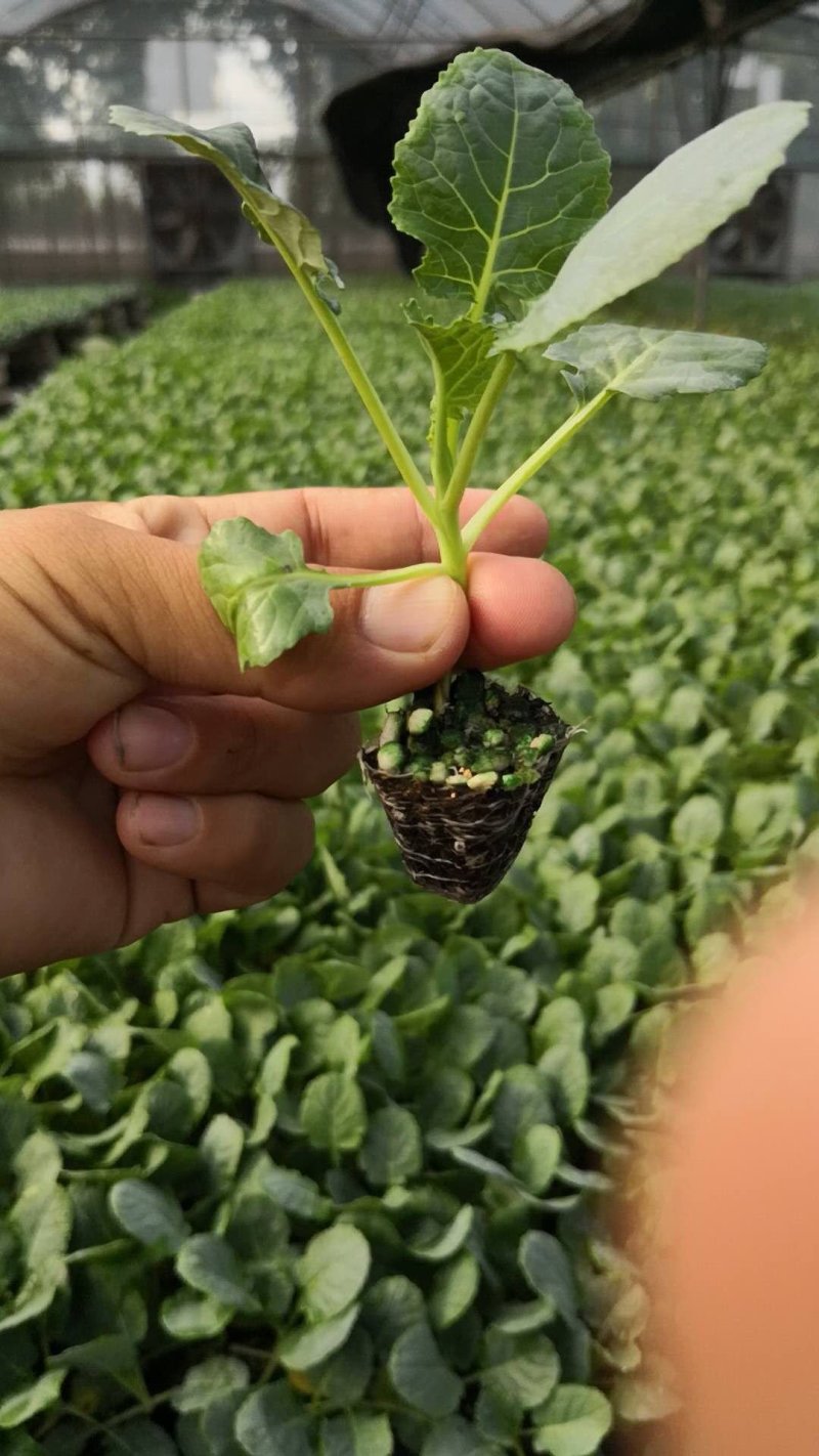 菜花苗