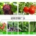 绑枝机专用胶带绑枝钉番茄辣椒绑枝机黄瓜绑蔓器蔬果苗木绑蔓