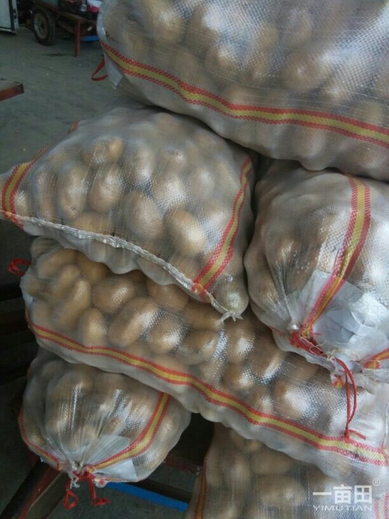 肥城市冷库荷兰十五土豆，颜色好，薯形好，芽眼浅，无黑心。