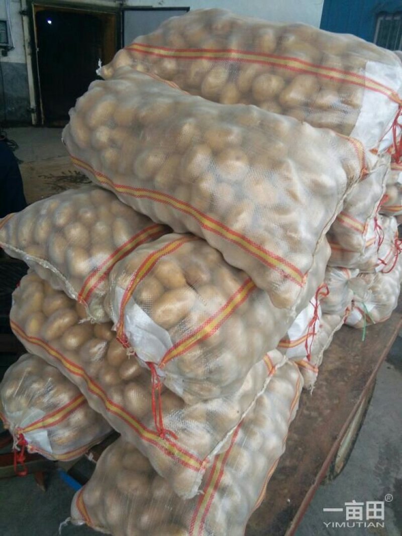 肥城市冷库荷兰十五土豆，颜色好，薯形好，芽眼浅，无黑心。