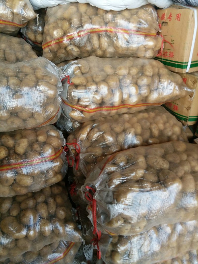肥城市冷库荷兰十五土豆，颜色好，薯形好，芽眼浅，无黑心。