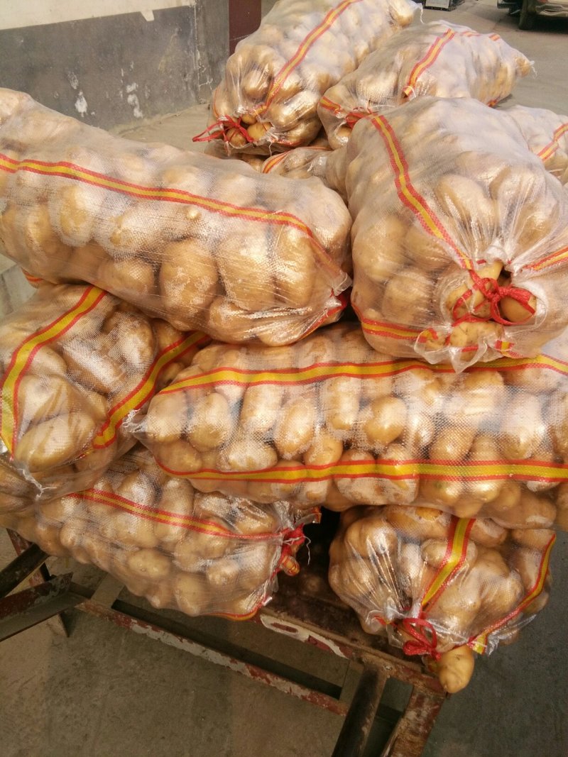 肥城市冷库荷兰十五土豆，颜色好，薯形好，芽眼浅，无黑心。