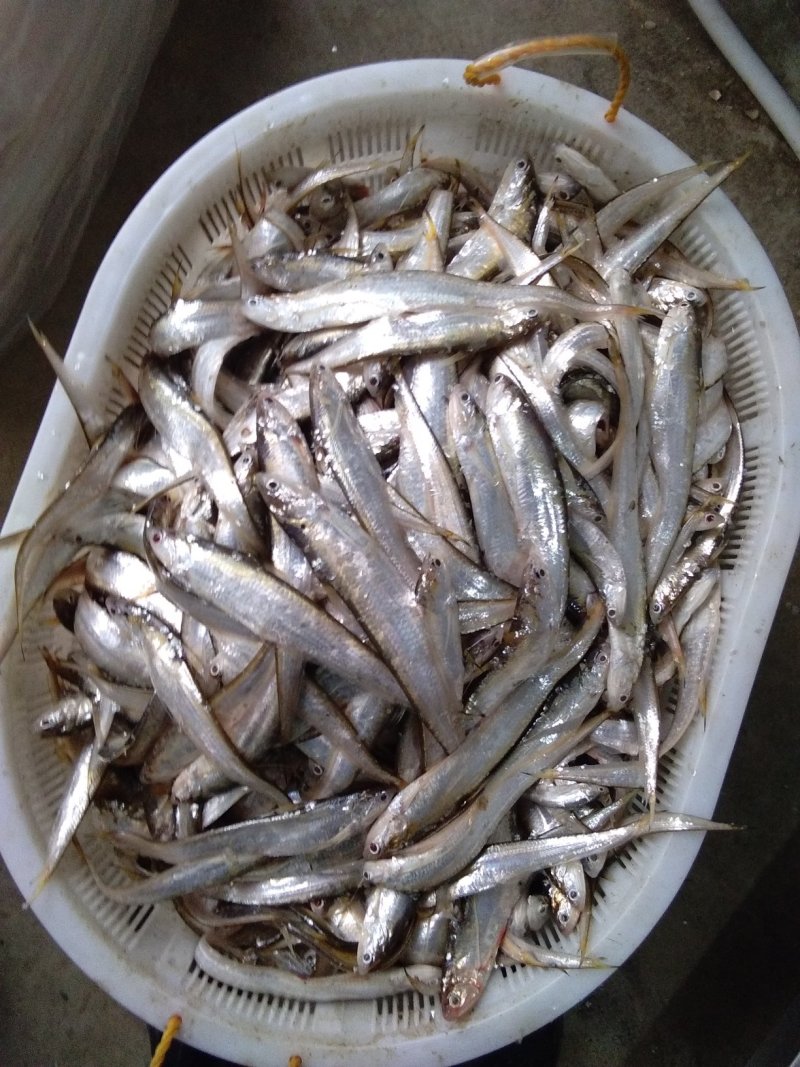 荆州长湖野生毛刀鱼