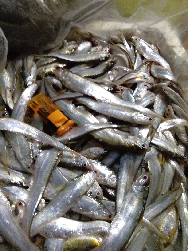 荆州长湖野生毛刀鱼
