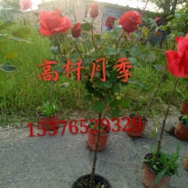 出售6年蔷薇