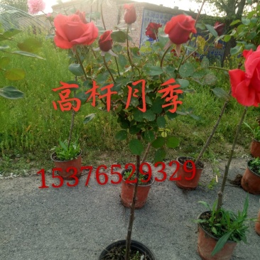 出售6年蔷薇