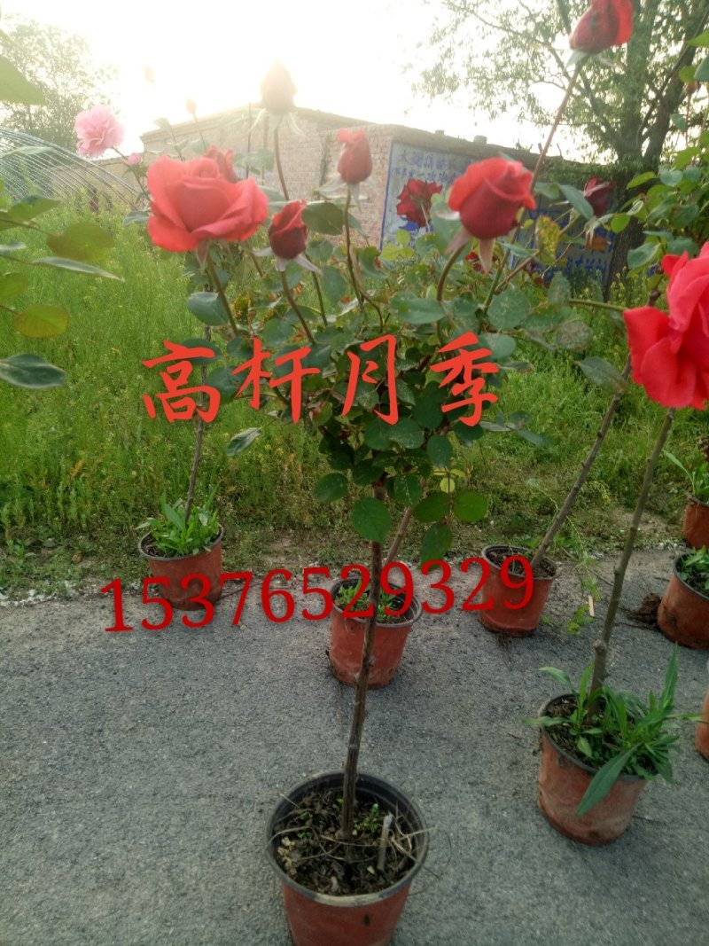 出售6年蔷薇
