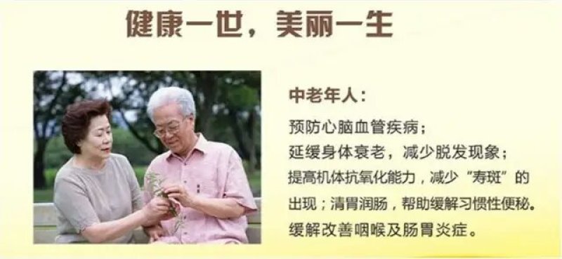 油茶苗，两年生嫁接油茶小杯苗30公分/65公分高