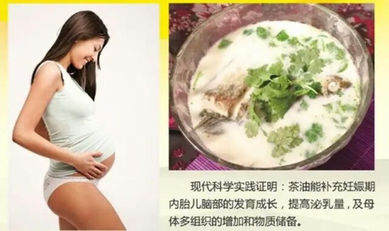 油茶苗，两年生嫁接油茶小杯苗30公分/65公分高