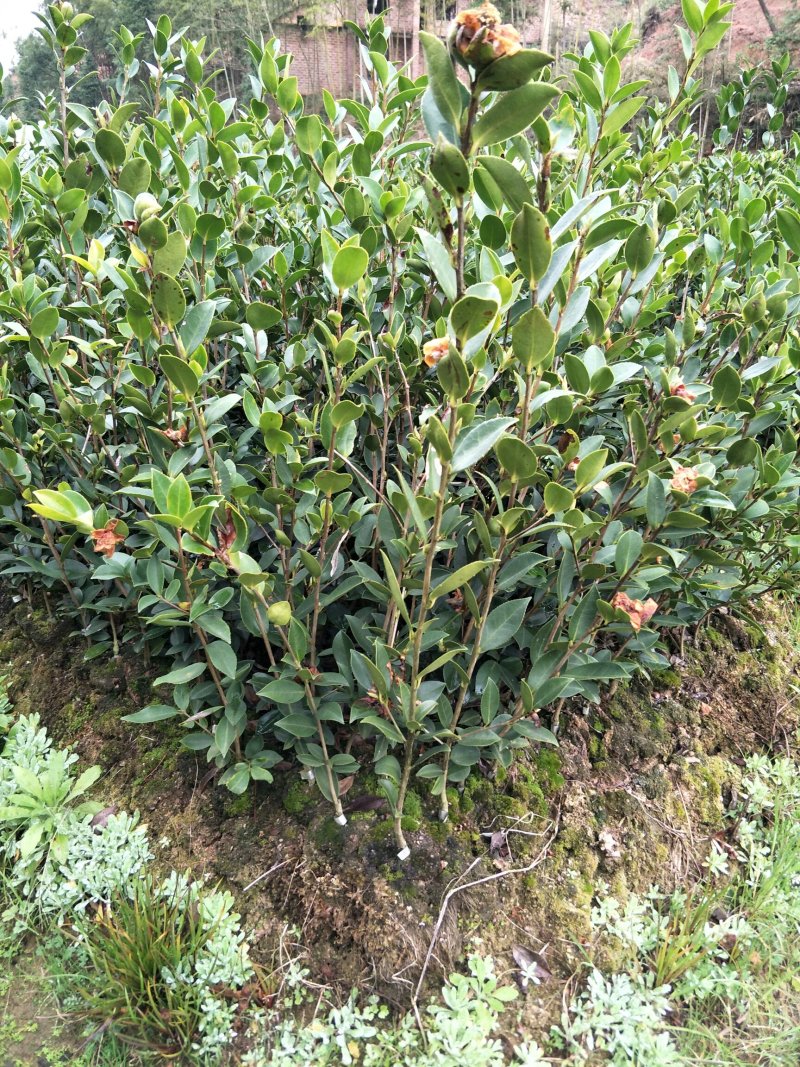 油茶苗，两年生嫁接油茶小杯苗30公分/65公分高