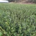 油茶苗，两年生嫁接油茶小杯苗30公分/65公分高