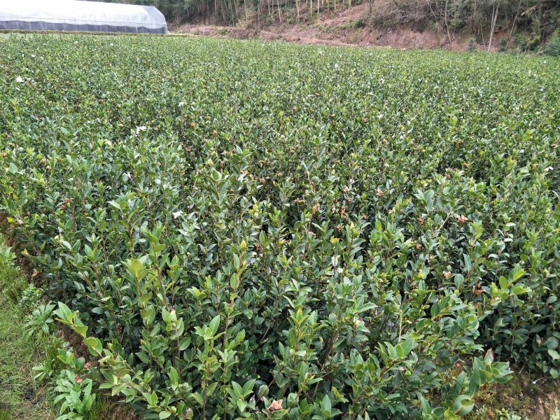 油茶苗，两年生嫁接油茶小杯苗30公分/65公分高