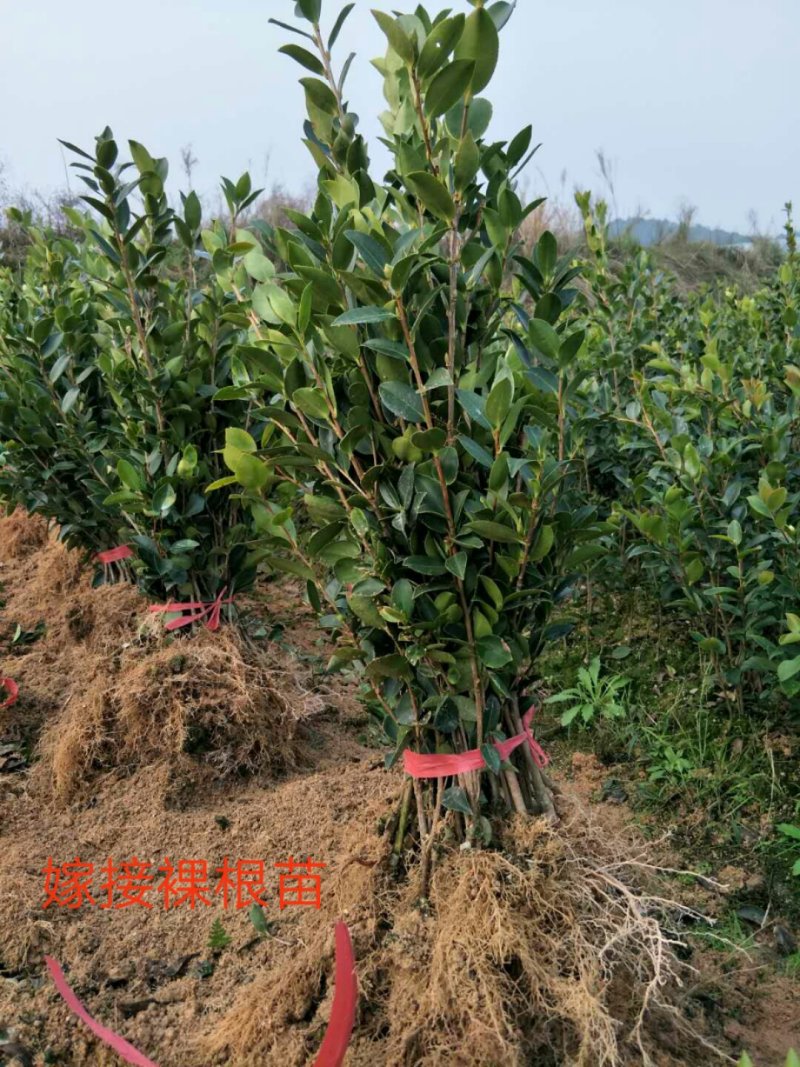 两年生嫁接裸根油茶苗30公分/55公分高
