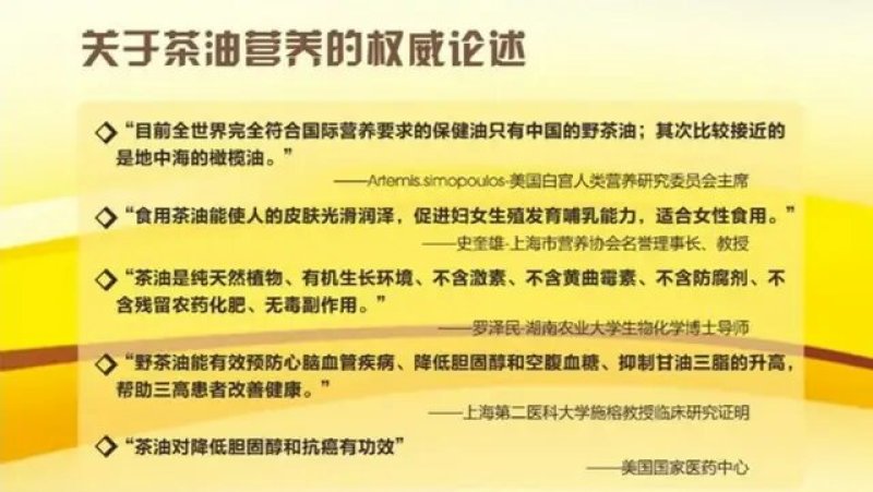 两年生嫁接裸根油茶苗30公分/55公分高