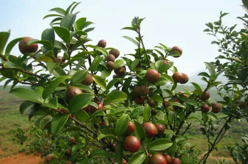 两年生嫁接裸根油茶苗30公分/55公分高