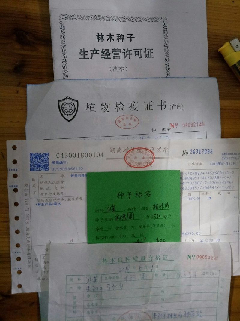 两年生嫁接裸根油茶苗30公分/55公分高