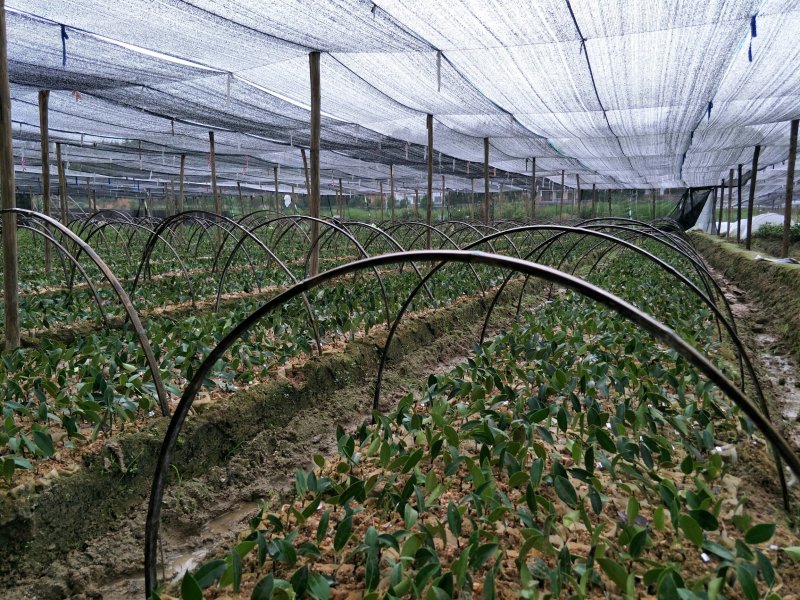 两年生嫁接裸根油茶苗30公分/55公分高