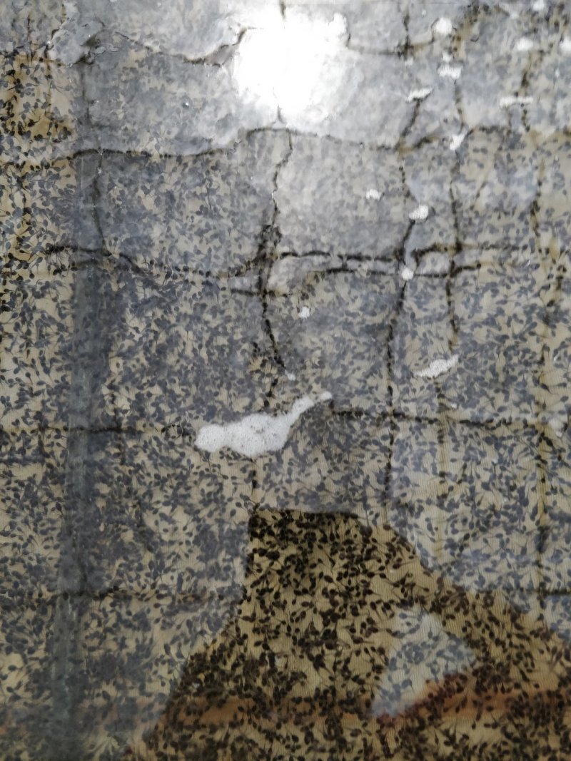 牛蛙苗，牛蛙成品供应