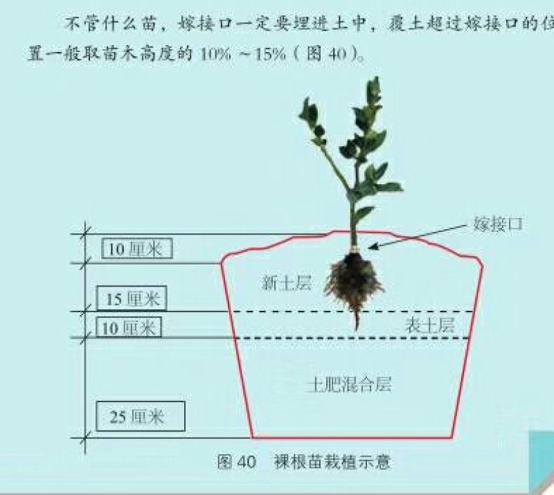 两年生湘林系嫁接裸根油茶苗210号15公分/35公分高