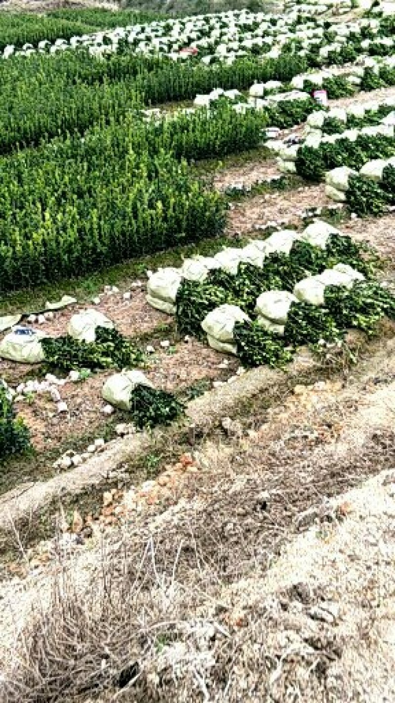 两年生湘林系嫁接裸根油茶苗210号15公分/35公分高